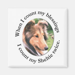 Aimant de Bénédiction de Sheltie