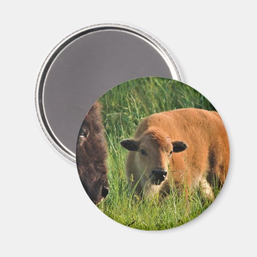 Aimant de bison de bébé (Recto/Verso)