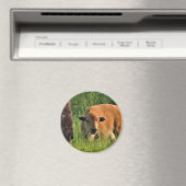 Aimant de bison de bébé (In Situ (Lave-vaisselle))