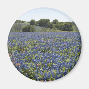 Aimant de Bluebonnets