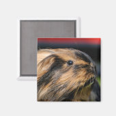 Aimant de boulets (Recto/Verso)