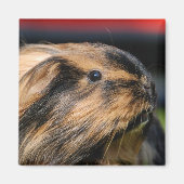 Aimant de boulets (Devant)