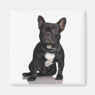 Aimant de bull-terrier du Staffordshire
