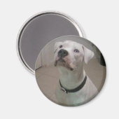 Aimant de bulldog américain (Recto/Verso)