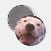 Aimant de bulldog américain (Recto/Verso)