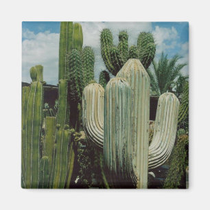 Aimant de cactus