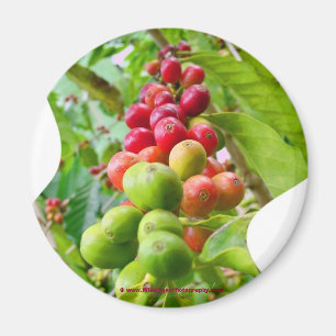 Aimant de caféier