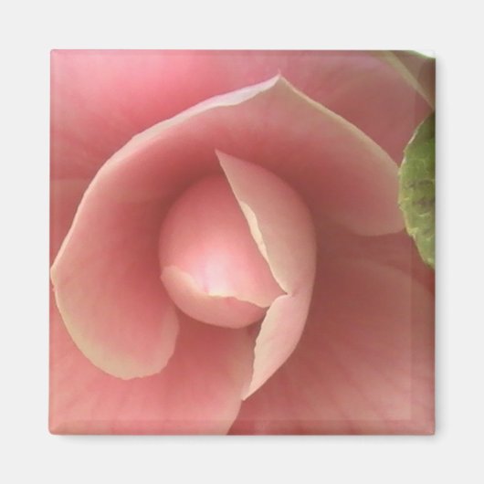 Aimant de Camellia rose (Devant)
