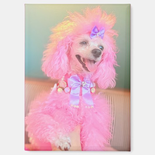 Aimant de caniche rose, cadeau de caniche rose (Recto)