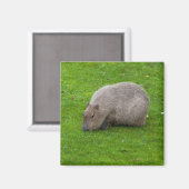 Aimant de capybara (Recto/Verso)