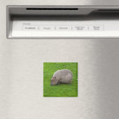 Aimant de capybara (In Situ (Lave-vaisselle))