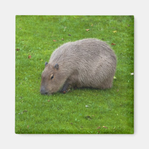Aimant de capybara