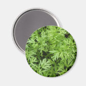 Aimant de carottes (Recto/Verso)