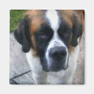 Aimant de carré de photo de St Bernard