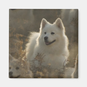 Aimant de carré de race de chien de Samoyed