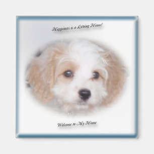 Aimant de Cavachon de chasse