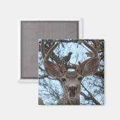 Aimant de cerf (Recto/Verso)