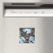 Aimant de cerf (In Situ (Lave-vaisselle))