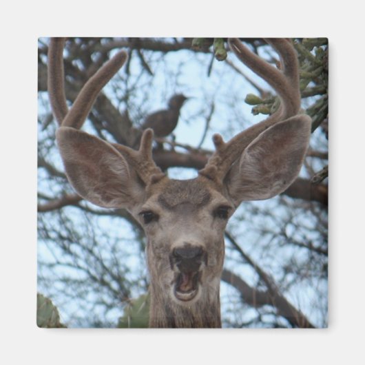 Aimant de cerf (Devant)