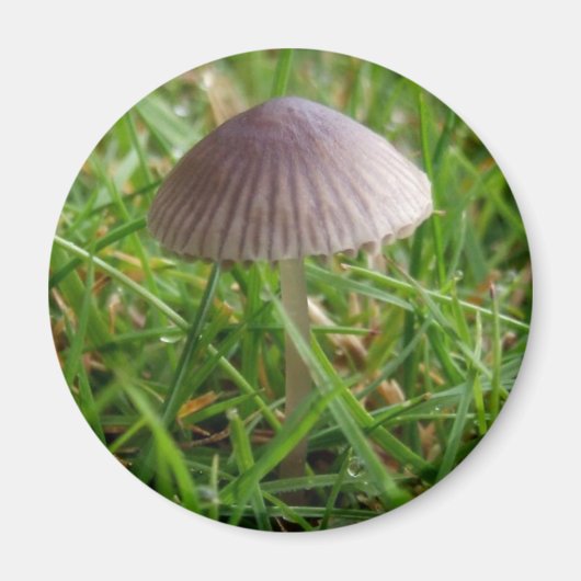 Aimant de champignon (Devant)