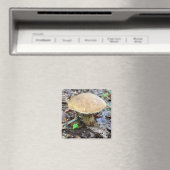 Aimant de champignon (In Situ (Lave-vaisselle))