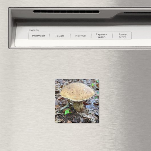 Aimant de champignon (In Situ (Lave-vaisselle))