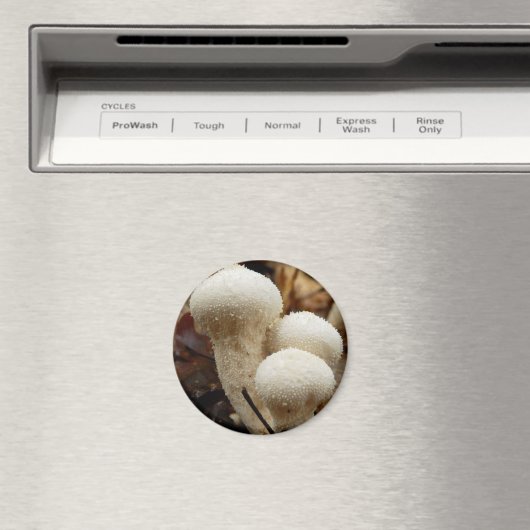 Aimant de champignon commun (In Situ (Lave-vaisselle))