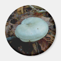 Aimant de champignon d'Aqua