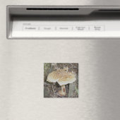 Aimant de champignons à points de polka (In Situ (Lave-vaisselle))
