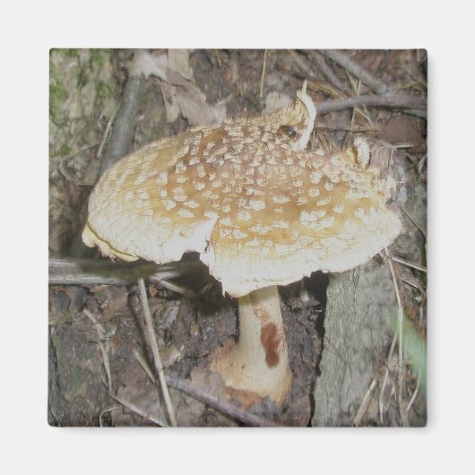 Aimant de champignons à points de polka (Devant)