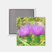 Aimant de chardon en cours de rampe ou de champ (Recto/Verso)