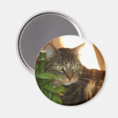 Aimant de chat (Recto/Verso)