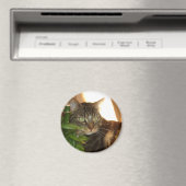 Aimant de chat (In Situ (Lave-vaisselle))