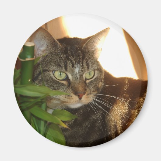 Aimant de chat (Devant)