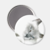 Aimant de chat (Recto/Verso)