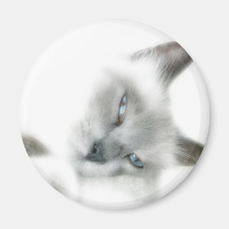 Aimant de chat