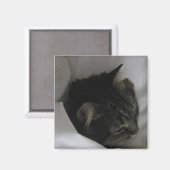 Aimant de chat (Recto/Verso)