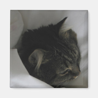 Aimant de chat