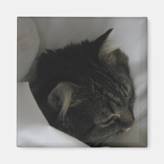 Aimant de chat (Devant)