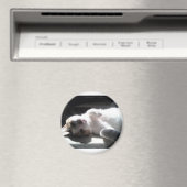 aimant de chat (In Situ (Lave-vaisselle))