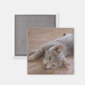 Aimant de chat (Recto/Verso)