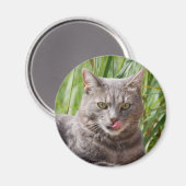 Aimant de chat affamé (Recto/Verso)