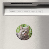 Aimant de chat affamé (In Situ (Lave-vaisselle))