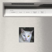 Aimant de chat Angora turc (In Situ (Lave-vaisselle))