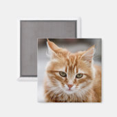 Aimant de chat blanc et or (Recto/Verso)