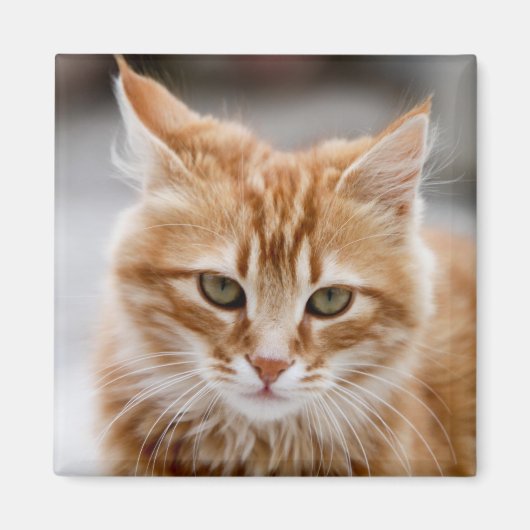 Aimant de chat blanc et or (Devant)