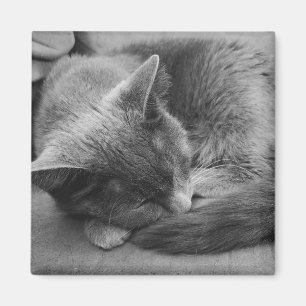 Aimant de chat couché