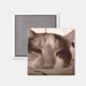 Aimant de chat de Calico (Recto/Verso)