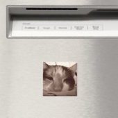 Aimant de chat de Calico (In Situ (Lave-vaisselle))
