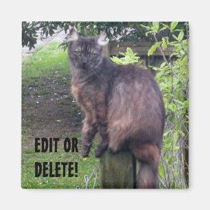 Aimant de chat de courrier